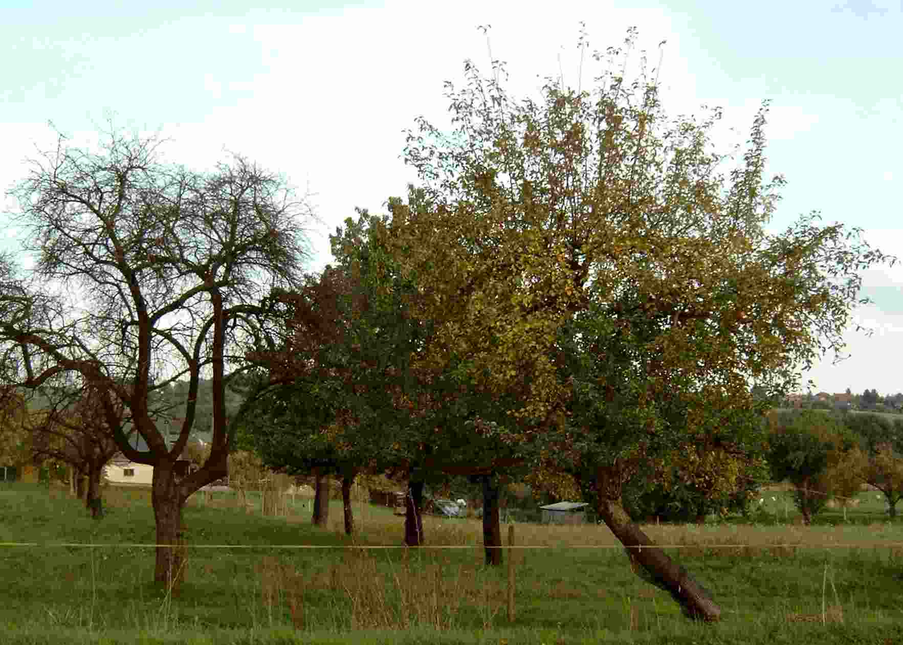 Schiefwuchs2