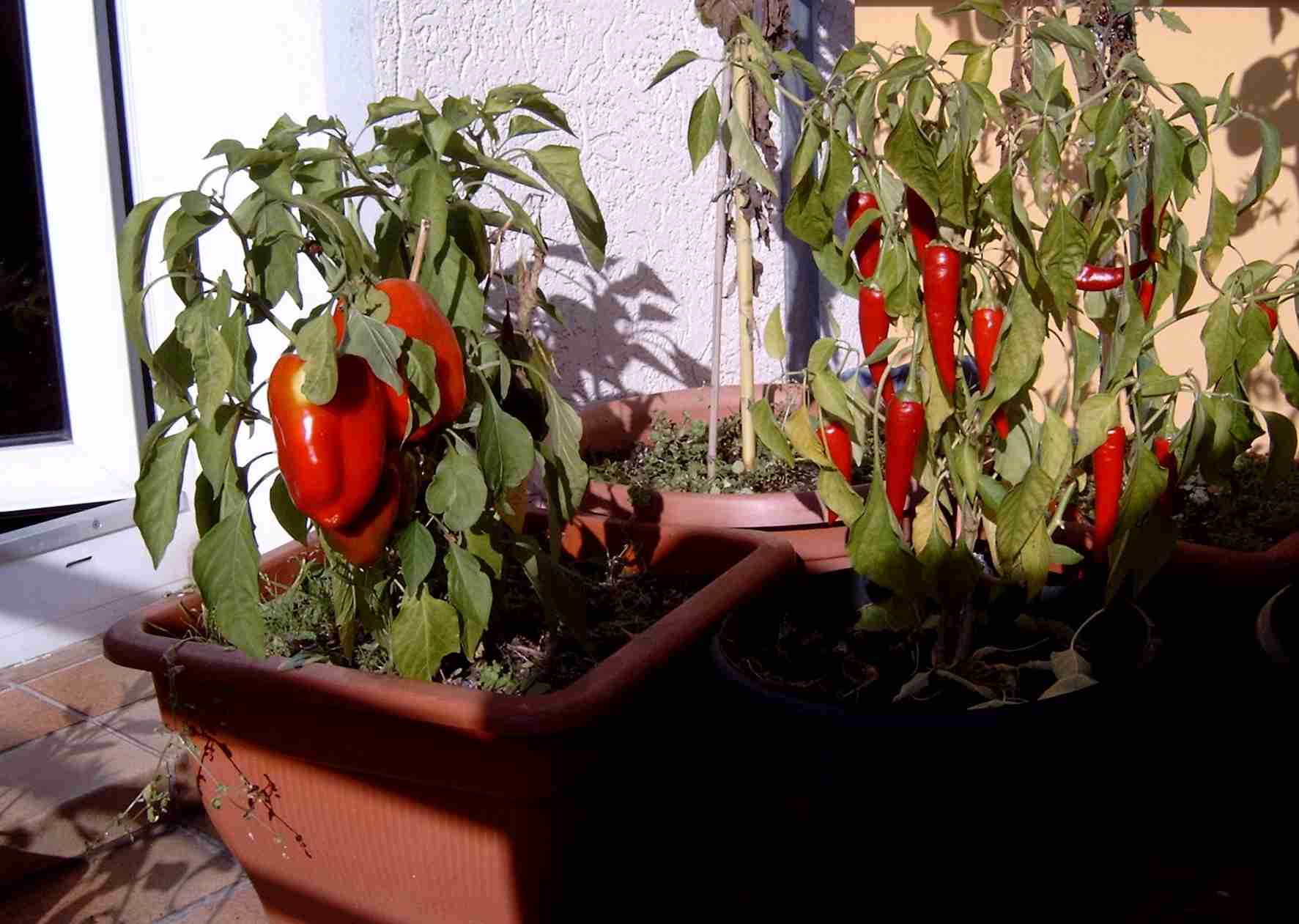 Paprika